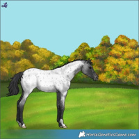 Horse Color:Blue Roan Near Leopard 