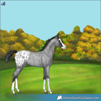 Horse Color:Blue Roan Splash Blanket 