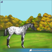 Horse Color:White Spotted Blue Roan Appaloosa 