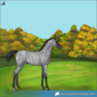 Horse Color:Blue Roan Appaloosa