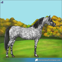 Horse Color:Blue Roan Snowflake Varnish