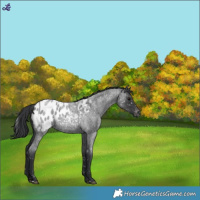 Horse Color:Blue Roan Blanket