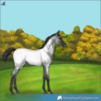 Horse Color:Blue Roan Near Fewspot 
