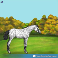 Horse Color:Blue Roan Near Leopard 