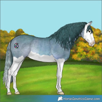 Horse Color:Watercolor Bay Splash Rabicano 
