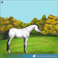 Horse Color:Blue Roan Near Fewspot 