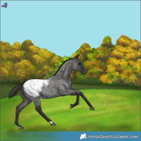 Horse Color:Smoky Blue Roan Snowcap