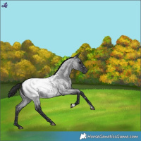 Horse Color:Blue Roan Snowcap 