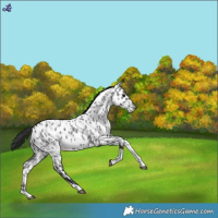 Horse Color:Blue Roan Tobiano Appaloosa 