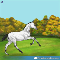 Horse Color:Blue Roan Near Fewspot 
