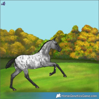 Horse Color:White Spotted Blue Roan Appaloosa 
