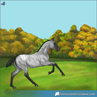 Horse Color:Blue Roan Blanket