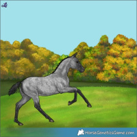 Horse Color:Blue Roan Blanket 