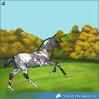 Horse Color:White Spotted Blue Roan Appaloosa
