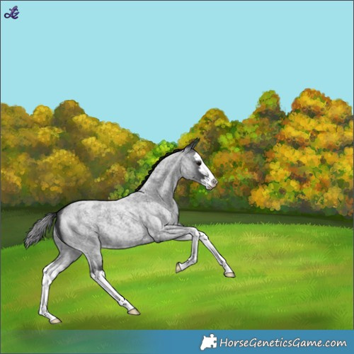 Horse Color:Blue Roan Splash 