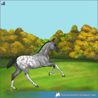 Horse Color:Blue Roan Tobiano Blanket 