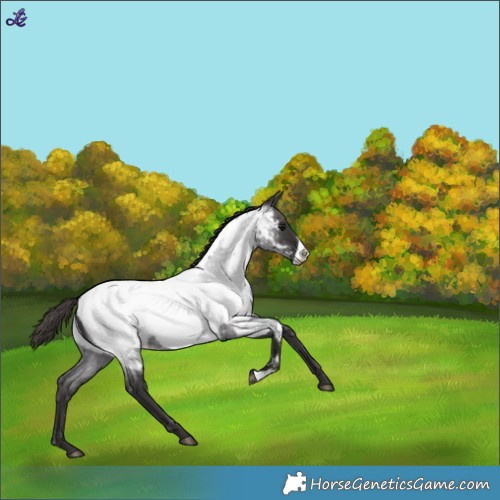 Horse Color:Smoky Blue Roan Frame Near Fewspot 