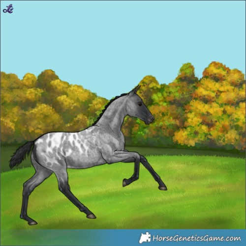 Horse Color:Blue Roan Blanket 