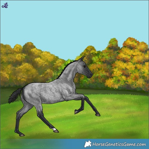Horse Color:Blue Roan 