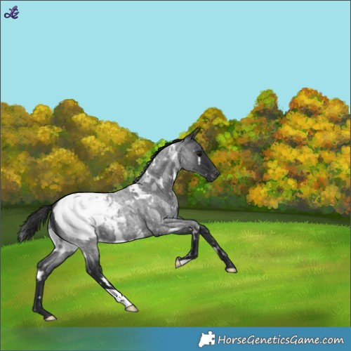 Horse Color:White Spotted Blue Roan Snowcap 