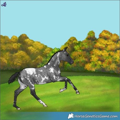 Horse Color:White Spotted Blue Roan Snowcap 