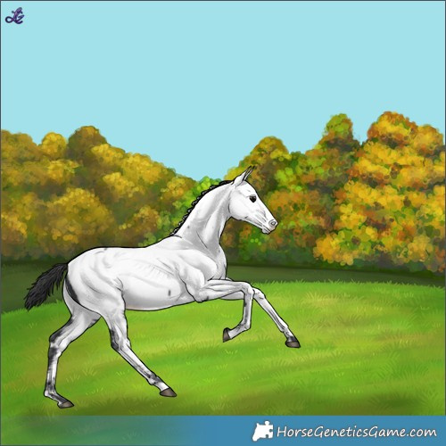 Horse Color:White Spotted Black Near Fewspot 