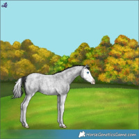 Horse Color:Blue Roan Splash Snowflake Varnish