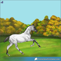 Horse Color:White Spotted Smoky Blue Roan Near Fewspot