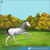 Horse Color:Blue Roan Splash Snowcap 