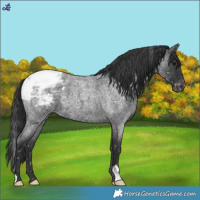 Horse Color:Blue Roan Snowcap 