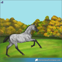 Horse Color:Blue Roan Snowflake Varnish 