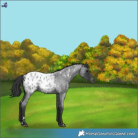 Horse Color:White Spotted Blue Roan Blanket 