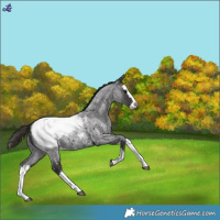 Horse Color:Smoky Blue Roan Splash Snowcap 