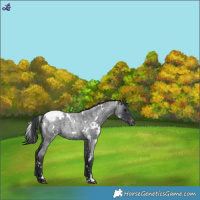 Horse Color:White Spotted Blue Roan Appaloosa 