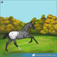 Horse Color:Blue Roan Snowcap 