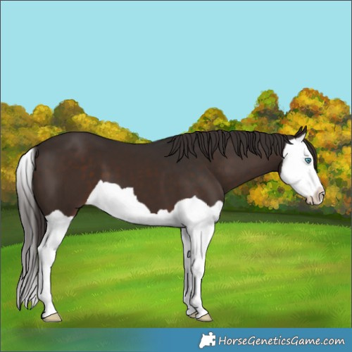Horse Color:Liver Chestnut Splash 