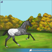 Horse Color:Blue Roan Snowcap