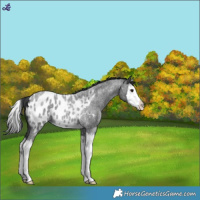 Horse Color:Blue Roan Splash Near Leopard