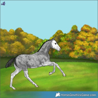 Horse Color:Blue Roan Splash Snowcap 