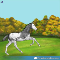 Horse Color:Blue Roan Splash Snowflake Varnish