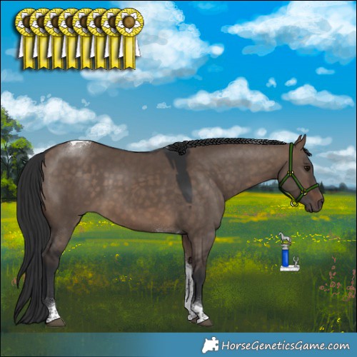 Horse Color:Brown Dun Tobiano 