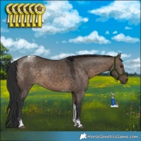 Horse Color:Brown Dun Tobiano