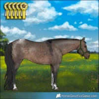 Horse Color:Brown Dun Tobiano 