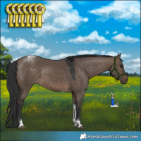 Horse Color:Brown Dun Tobiano 