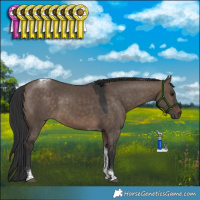 Horse Color:Brown Dun Tobiano