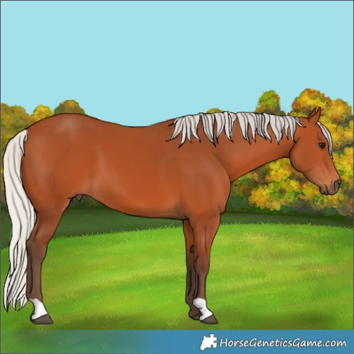 Horse Color:Silver Bay 