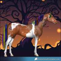 Horse Color:Painted Bay Tobiano