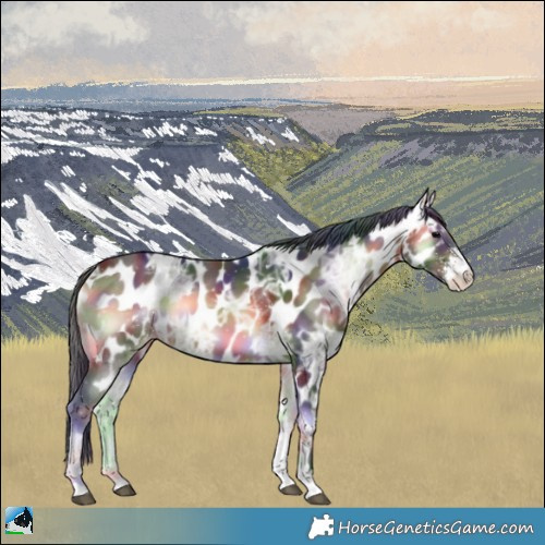 Horse Color:Nacre Bay Ice Onyx Sabino Appaloosa 