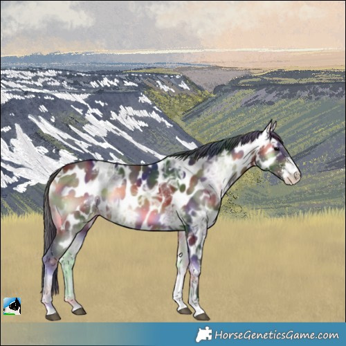 Horse Color:Nacre Bay Ice Onyx Sabino Appaloosa