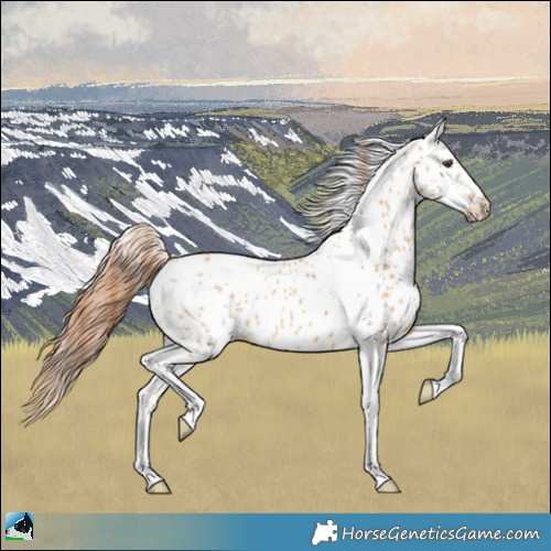 Horse Color:Red Dun Tobiano Leopard